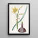 Habranthus du Capitaine Bagnold - Sydenham Edwards — framed artwork on a wall