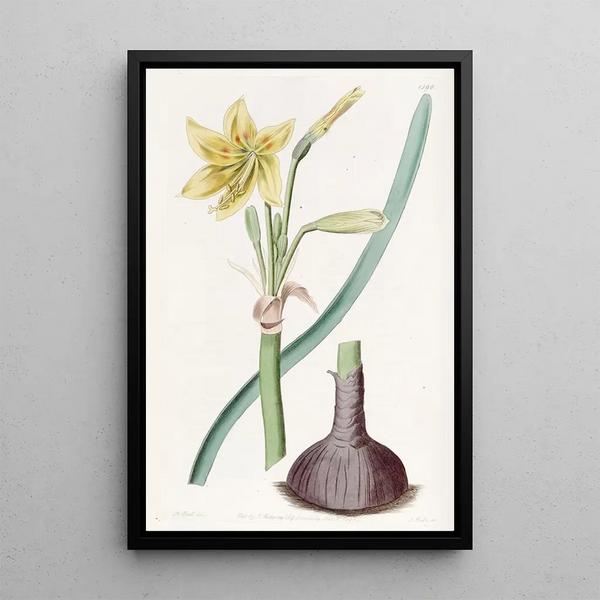 Habranthus du Capitaine Bagnold - Sydenham Edwards — framed artwork on a wall