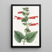 Gesnera du Capitaine Sutton - Sydenham Edwards — framed artwork on a wall