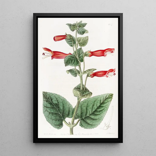 Gesnera du Capitaine Sutton - Sydenham Edwards — framed artwork on a wall