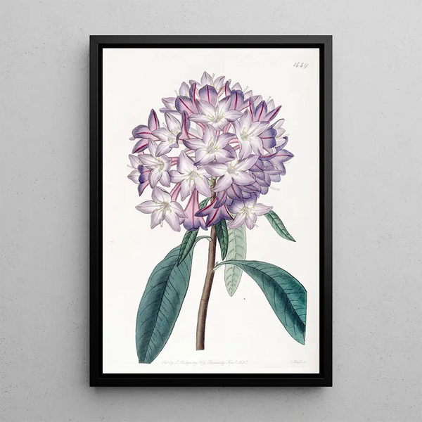 Rhododendron de Carton - Sydenham Edwards — framed artwork on a wall