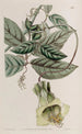 Cobée changeante - Sydenham Edwards — artwork view
