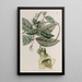 Cobée changeante - Sydenham Edwards — framed artwork on a wall