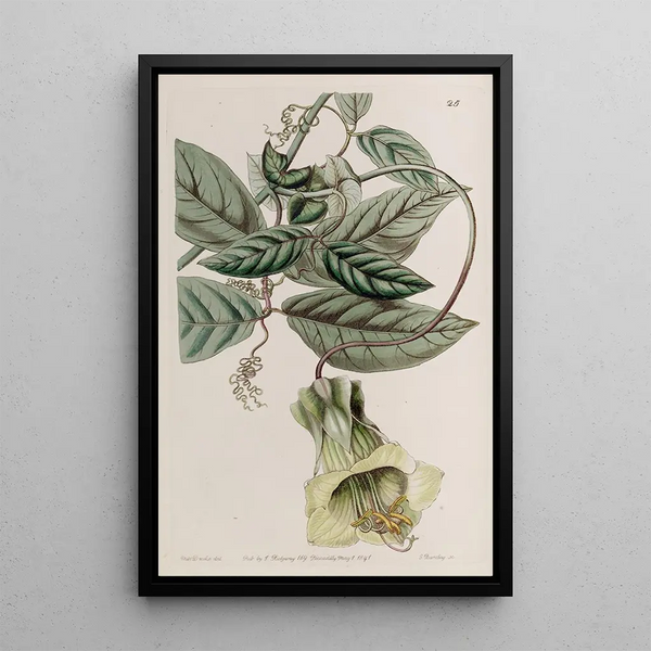 Cobée changeante - Sydenham Edwards — framed artwork on a wall