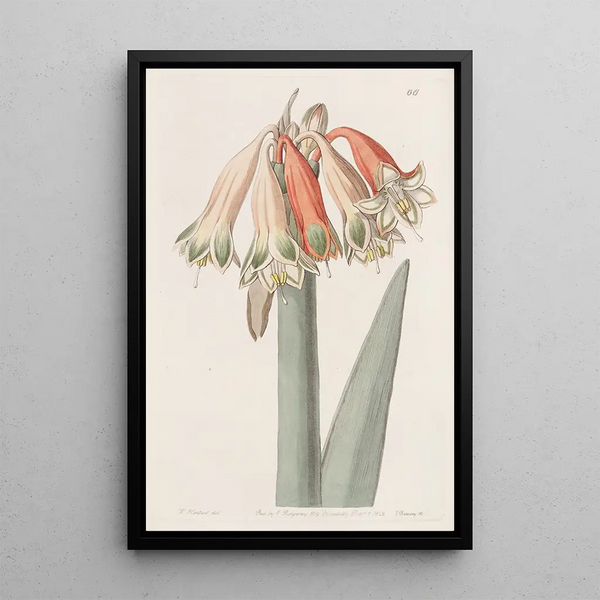 Coburgia changeante - Sydenham Edwards — framed artwork on a wall