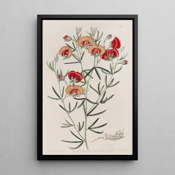 Gompholobium changeant - Sydenham Edwards — framed artwork on a wall