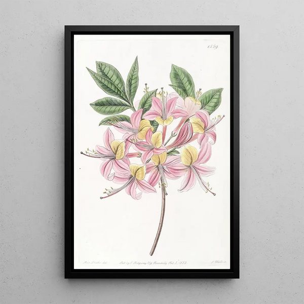 Azalée pontique changeante - Sydenham Edwards — framed artwork on a wall