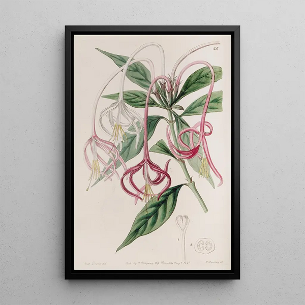 Posoqueria changeante - Sydenham Edwards — framed artwork on a wall