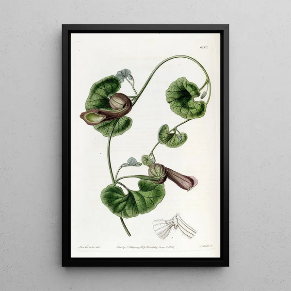 Aristoloche chilienne - Sydenham Edwards — framed artwork on a wall