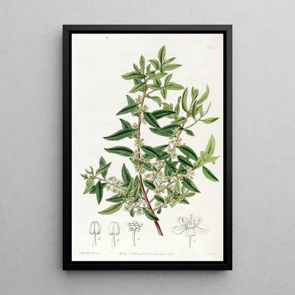 Mayten chilien - Sydenham Edwards — framed artwork on a wall