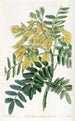 Tree Mayu Chilean - Sydenham Edwards — artwork view