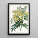 Tree Mayu Chilean - Sydenham Edwards — framed artwork on a wall