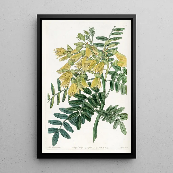 Tree Mayu Chilean - Sydenham Edwards — framed artwork on a wall