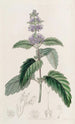 Barbe-de-chinois - Sydenham Edwards — artwork view