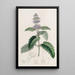 Barbe-de-chinois - Sydenham Edwards — framed artwork on a wall