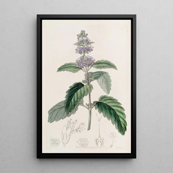 Barbe-de-chinois - Sydenham Edwards — framed artwork on a wall