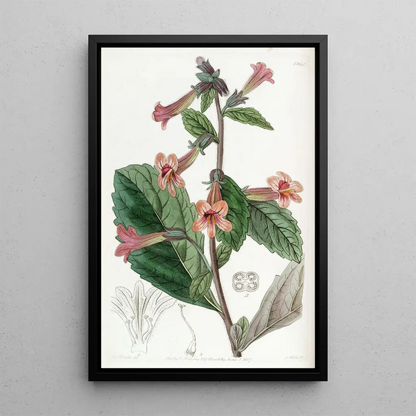 Chinese Rehmannia Painting - Sydenham Edwards — framed artwork on a wall