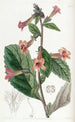 Chinese Rehmannia Painting - Sydenham Edwards — artwork view