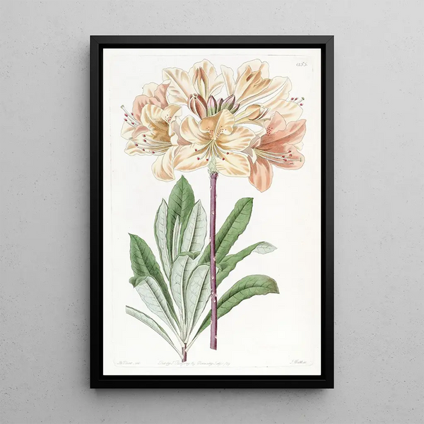 Azalée jaune de Chine - Sydenham Edwards — framed artwork on a wall