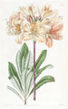 Azalée jaune de Chine - Sydenham Edwards — artwork view