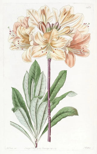 Sydenham Edwards - Chinese Yellow Azalea.webp