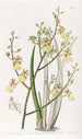 Oncidium with chive leaves - Sydenham Edwards — artwork view
