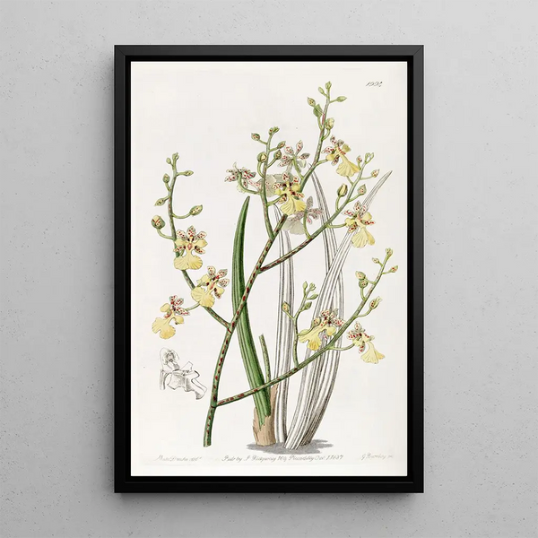 Oncidium with chive leaves - Sydenham Edwards — framed artwork on a wall