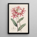Épidendrum cinabre - Sydenham Edwards — framed artwork on a wall