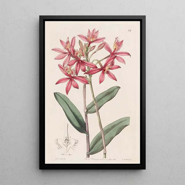 Épidendrum cinabre - Sydenham Edwards — framed artwork on a wall