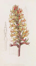 Stenorhynchus cinabre - Sydenham Edwards — artwork view