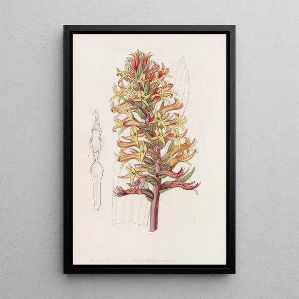 Stenorhynchus cinabre - Sydenham Edwards — framed artwork on a wall