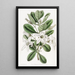 Anthocercis visqueux - Sydenham Edwards — framed artwork on a wall
