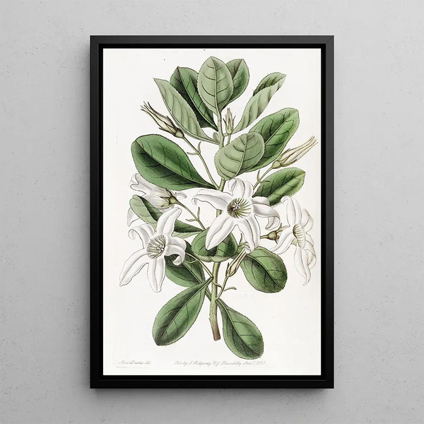 Anthocercis visqueux - Sydenham Edwards — framed artwork on a wall