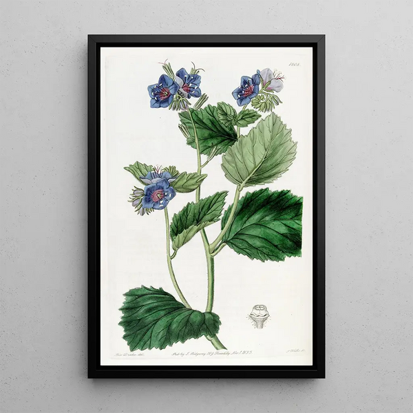 Eutoca visqueuse - Sydenham Edwards — framed artwork on a wall