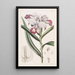 Reedorchis à fleurs serrées - Sydenham Edwards — framed artwork on a wall