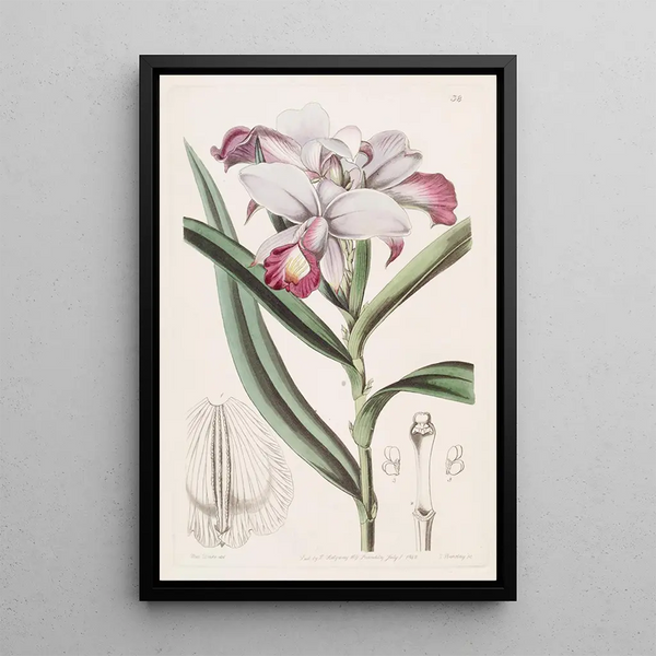Reedorchis à fleurs serrées - Sydenham Edwards — framed artwork on a wall