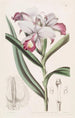 Reedorchis à fleurs serrées - Sydenham Edwards — artwork view