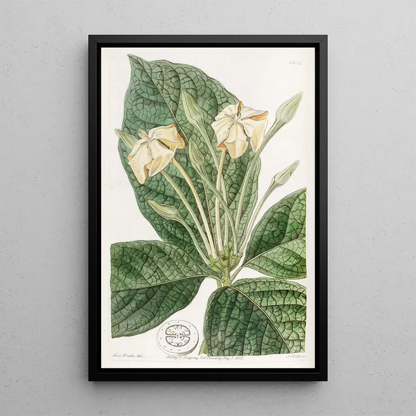 Gardenia à feuilles de tissu - Sydenham Edwards — framed artwork on a wall