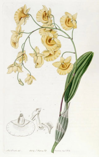 Sydenham Edwards - Clustered Dendrobium.webp