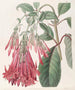 Fuchsia painting with clustered flowers - Sydenham Edwards — artwork view