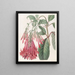 Fuchsia painting with clustered flowers - Sydenham Edwards — framed artwork on a wall