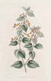 Cuphea à poils grossiers - Sydenham Edwards — artwork view