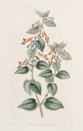 Sydenham Edwards - Coarsehaired Cuphea.webp