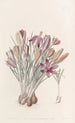 Crocus corse - Sydenham Edwards — artwork view