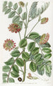 Hosackia à racines rampantes - Sydenham Edwards — artwork view