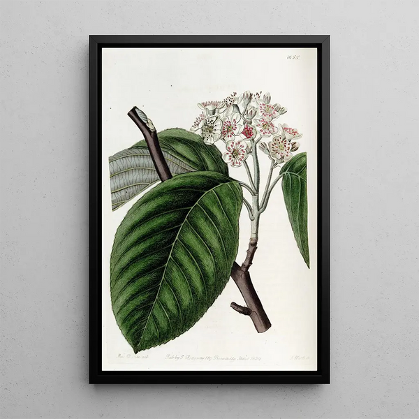Tree with crenellated sheaves - Sydenham Edwards — framed artwork on a wall