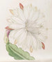 Chardon torche crénelé - Sydenham Edwards — artwork view