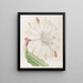 Chardon torche crénelé - Sydenham Edwards — framed artwork on a wall