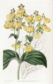 Calceolaria à fleurs crénelées - Sydenham Edwards — artwork view