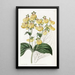 Calceolaria à fleurs crénelées - Sydenham Edwards — framed artwork on a wall
